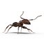 Red Ant Rigged