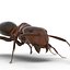Red Ant Rigged