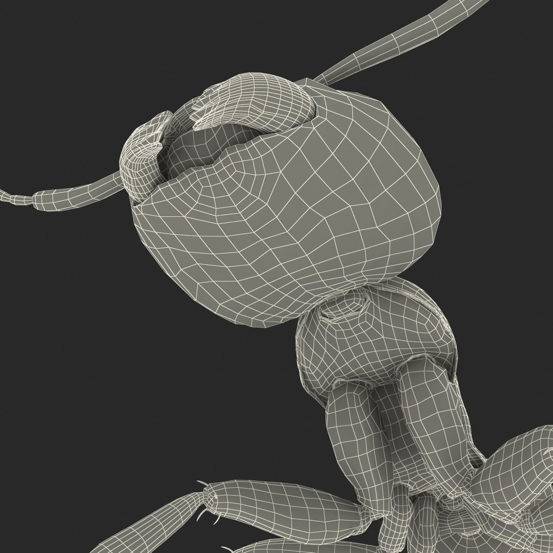 3d red ant rigged model https://p.turbosquid.com/ts-thumb/XM/S4VdQK/yOS0u89a/readantrigged3dmodel45/jpg/1453718643/1920x1080/fit_q87/ff8faa3a6f2da432694edf686fb17a36b65cbb9e/readantrigged3dmodel45.jpg