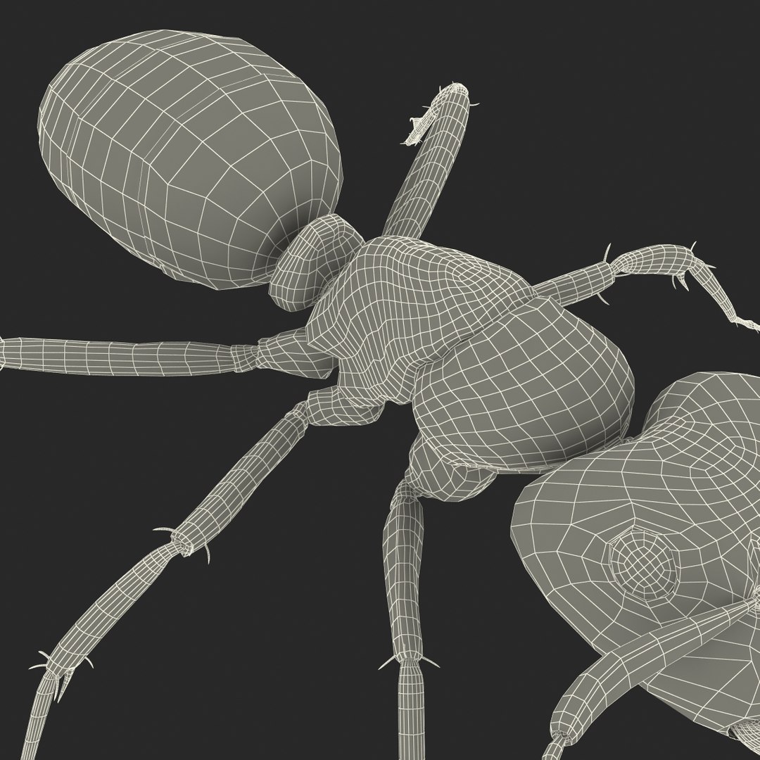 3d red ant rigged model https://p.turbosquid.com/ts-thumb/XM/S4VdQK/zhXUyOTL/readantrigged3dmodel42/jpg/1453718642/1920x1080/fit_q87/ef20a268ed40d2a73800d7515c6e0f01560fe2fa/readantrigged3dmodel42.jpg