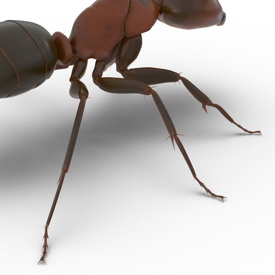 3d red ant rigged model https://p.turbosquid.com/ts-thumb/XM/S4VdQK/zyzEWwZR/readantrigged3dmodel28/jpg/1453718641/1920x1080/fit_q87/dfca5442bcbcbfdff31edf8232c04d581a98df02/readantrigged3dmodel28.jpg