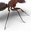 Red Ant Rigged