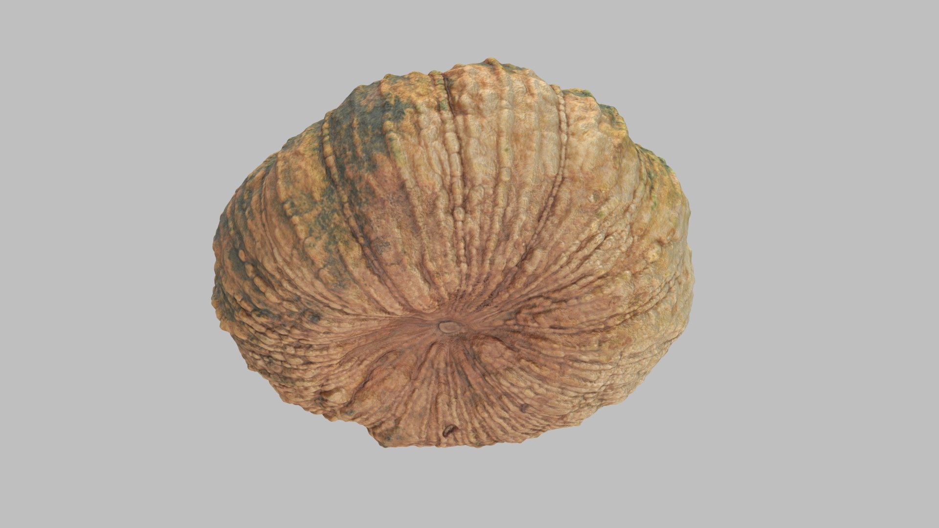 3D pumpkin v-ray subdivision model https://p.turbosquid.com/ts-thumb/XM/ezRAsx/8gqC2FV8/pumpkinbig_005/jpg/1580579584/1920x1080/fit_q87/a365f7c6c6cf5698fa10bc7be02d966c9eacff1d/pumpkinbig_005.jpg