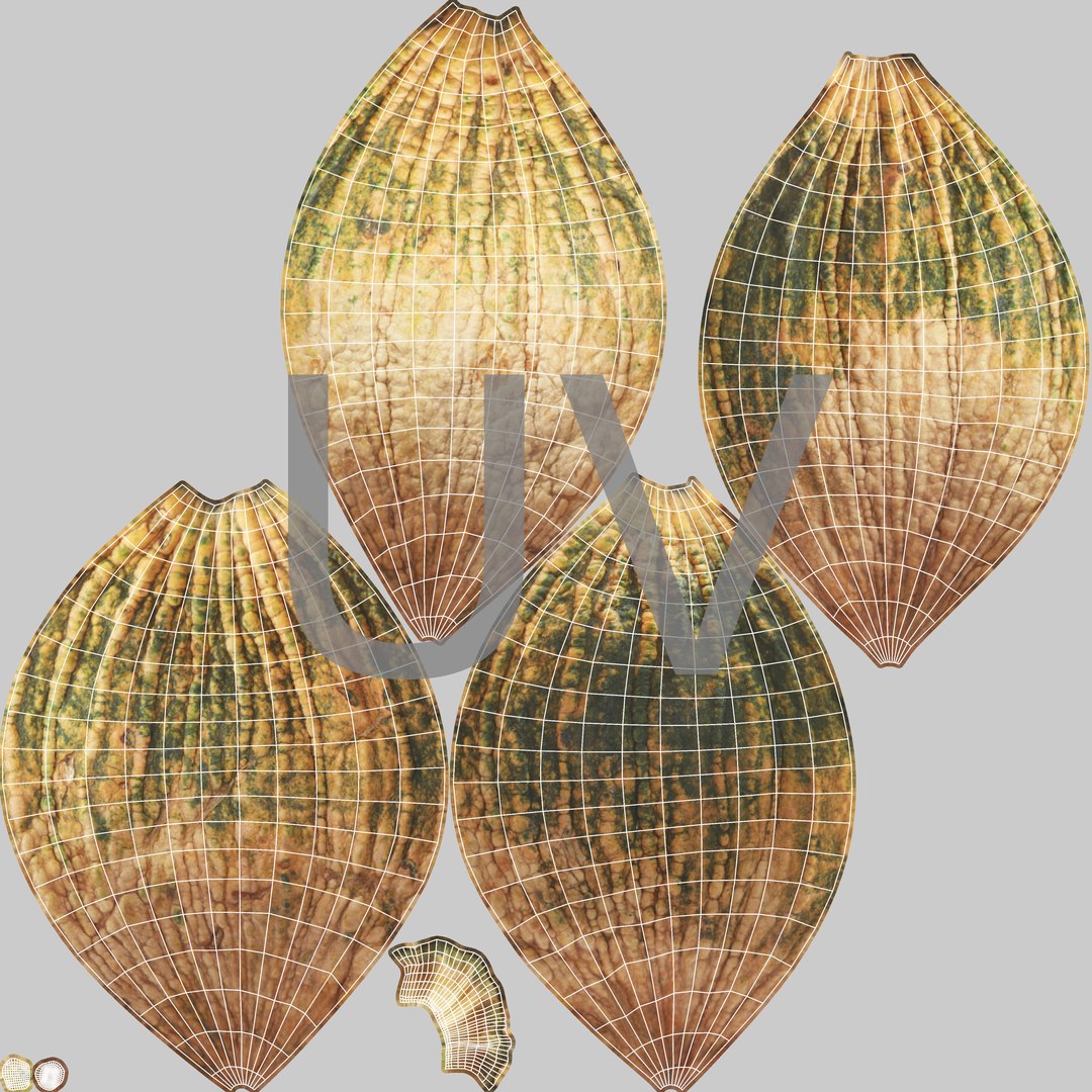 3D pumpkin v-ray subdivision model https://p.turbosquid.com/ts-thumb/XM/ezRAsx/LDXIBv7n/pumpkinbig_uv/jpg/1580630506/1920x1080/fit_q87/69b6fd45bcd18c993029a7762a1d79d59aad39b5/pumpkinbig_uv.jpg