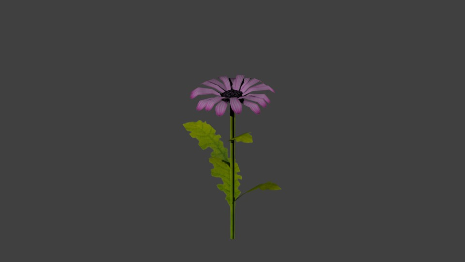 max daisy https://p.turbosquid.com/ts-thumb/XM/jhreVi/3wsFhEul/daisy/jpg/1489079027/1920x1080/turn_fit_q99/adfec13e789afd560b84611f0ade5f8ee788bd4f/daisy-1.jpg