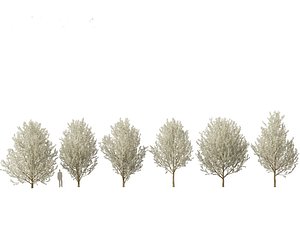3D Pyrus calleryana Winter Glow - Ornamental Pear 01 3DPyrus calleryana Winter Glow - Ornamental Pear 0