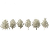 Pyrus calleryana Winter Glow - Ornamental Pear 01 3DPyrus calleryana Winter Glow - Ornamental Pear 0