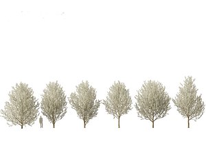 Pyrus calleryana Winter Glow - Ornamental Pear 01 3DPyrus calleryana Winter Glow - Ornamental Pear 0