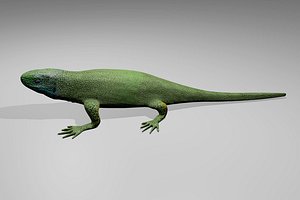 3d model green lizard