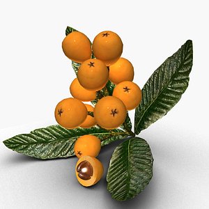 3D Loquat fruit model