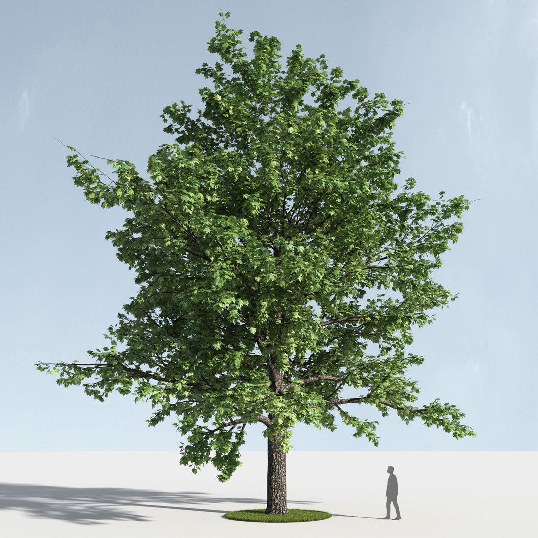 3D trees 3 https://p.turbosquid.com/ts-thumb/XM/zOvCnA/HPDT0oUq/3_season_trees_32/jpg/1543038349/1920x1080/fit_q87/20c17a2f64f074a998ac08ba3beb0bb93c483578/3_season_trees_32.jpg