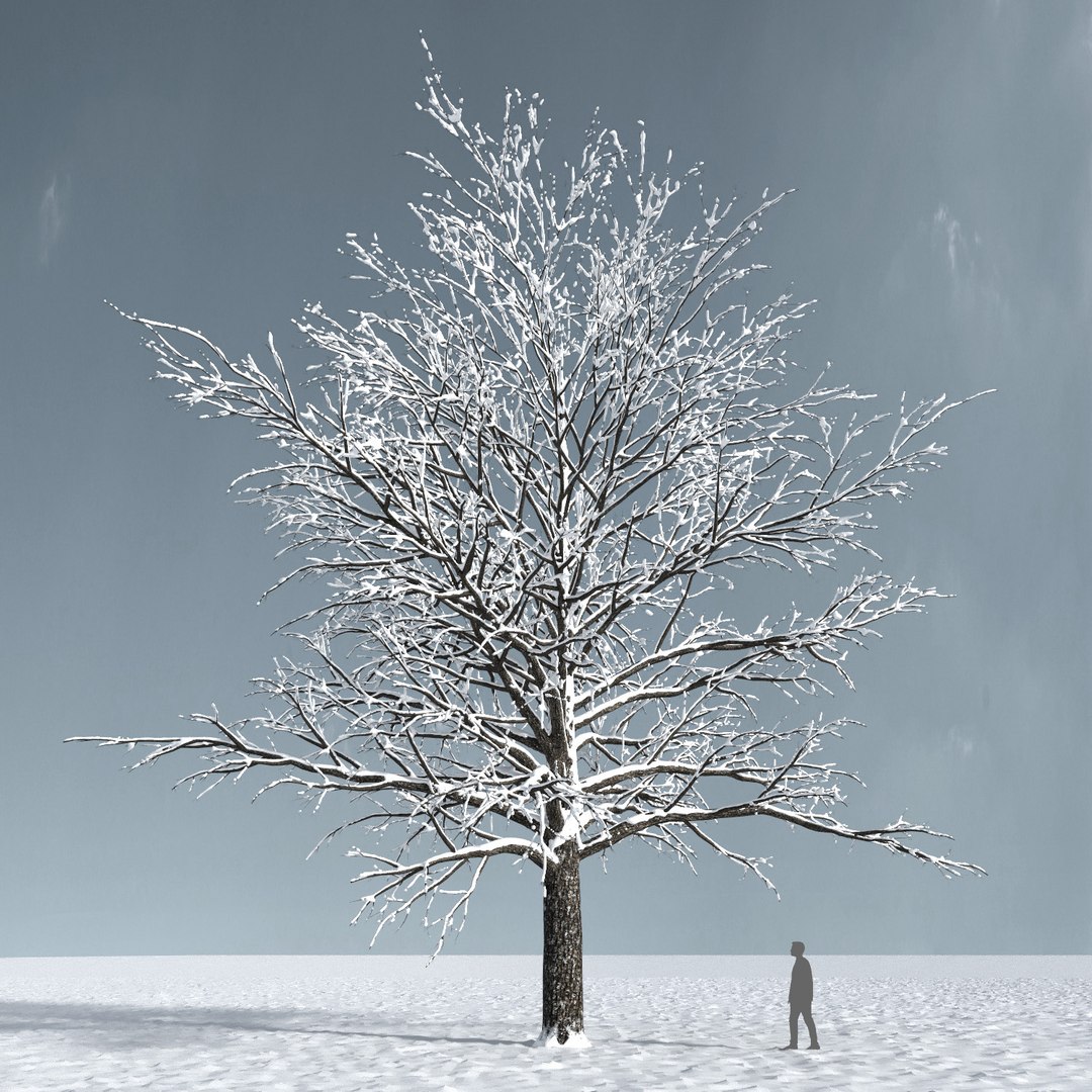 3D trees 3 https://p.turbosquid.com/ts-thumb/XM/zOvCnA/XczuT9Y3/3_season_trees_33b/jpg/1543038349/1920x1080/fit_q87/4b2b077f2ba76d0f0f44bf711c722e97af562b98/3_season_trees_33b.jpg