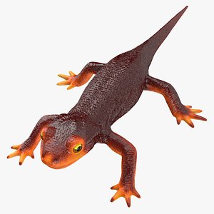 Newt