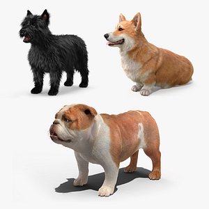 Small Dogs Fur Collection