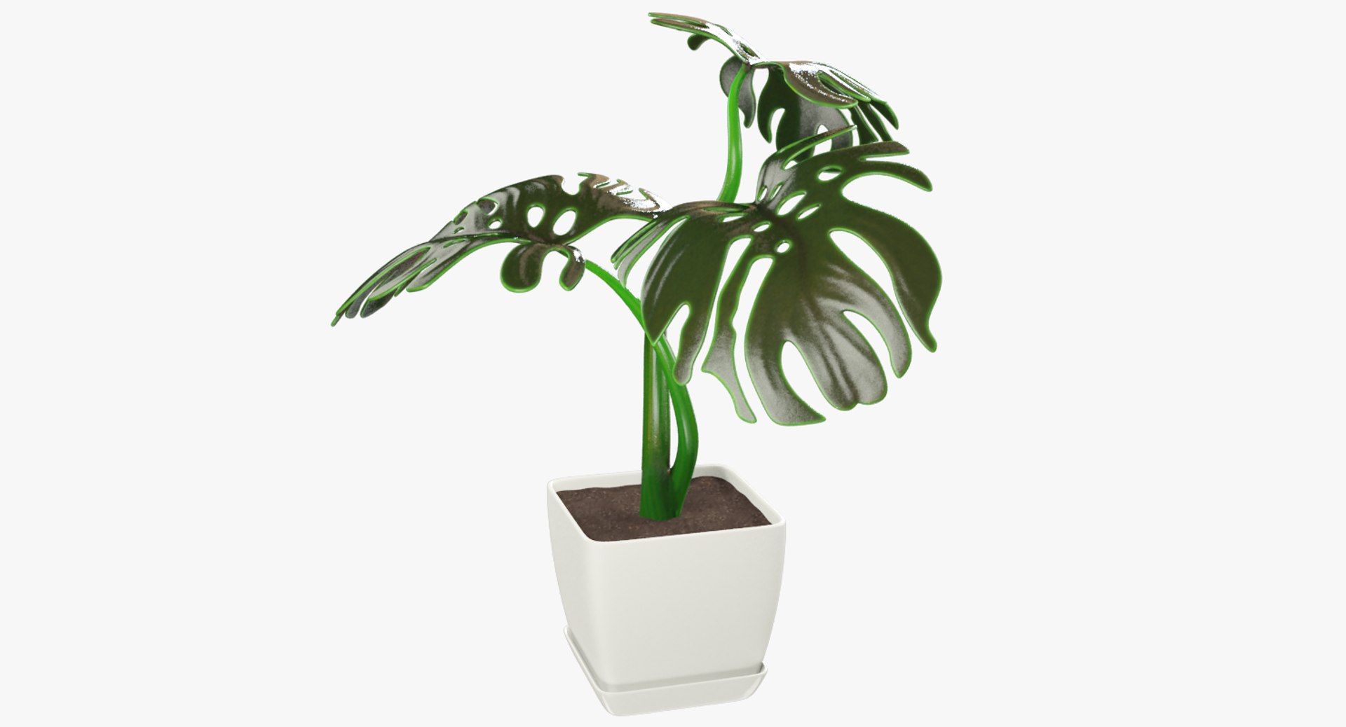 3D monstera pot https://p.turbosquid.com/ts-thumb/XN/JmV0av/9stKdXYT/004_001copy/png/1529947923/1920x1080/fit_q87/13326ade2336155c79c8b94695660645dcda02dc/004_001copy.jpg