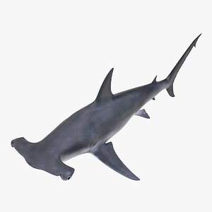 3d great hammerhead shark model