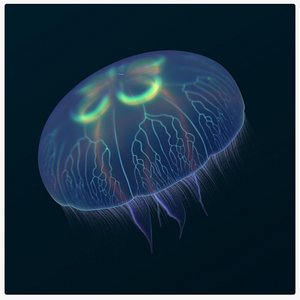 Moon Jellyfish
