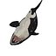 3D ORCA Killer Whale Dolphin FISH model