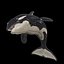 3D ORCA Killer Whale Dolphin FISH model