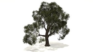 oak tree 3D