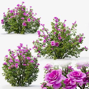 Rose bush 3D