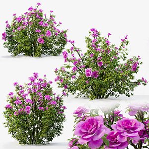 Rose bush