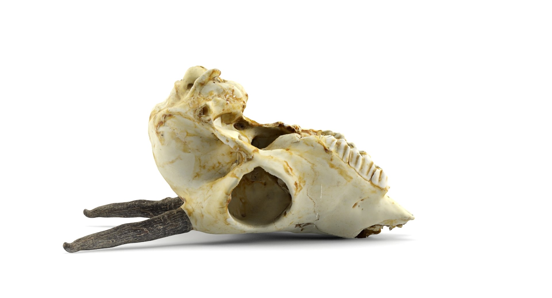 gazelle skull animations 3d max https://p.turbosquid.com/ts-thumb/XN/eTpMRy/07jhyri4/5/jpg/1439467673/1920x1080/fit_q87/b3d433735a13956b41d03af8303d8264a1a14d46/5.jpg