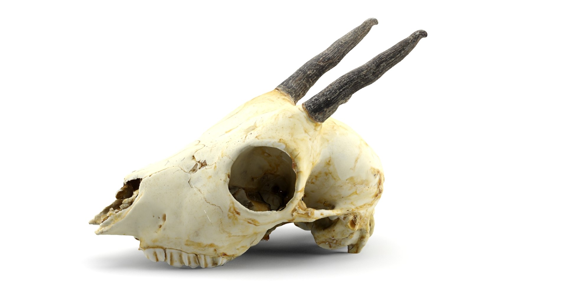 gazelle skull animations 3d max https://p.turbosquid.com/ts-thumb/XN/eTpMRy/AupsLNrz/2/jpg/1439467673/1920x1080/fit_q87/91b80b8c0130400832c28e17c4fb6f512a69cdf5/2.jpg