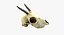 Gazelle Skull