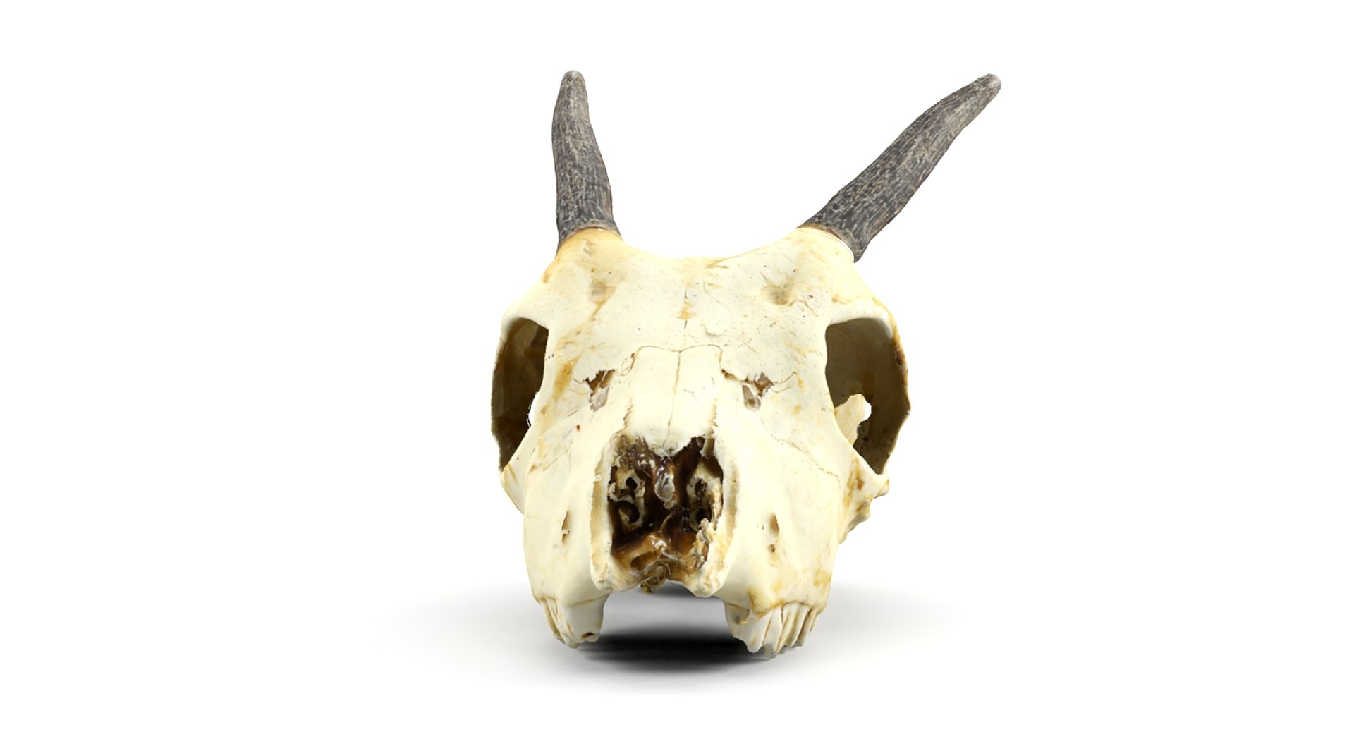 gazelle skull animations 3d max https://p.turbosquid.com/ts-thumb/XN/eTpMRy/RXaNPX4E/3/jpg/1439467673/1920x1080/fit_q87/5bb76b87025980331462afda6f3c2e550f490cb7/3.jpg