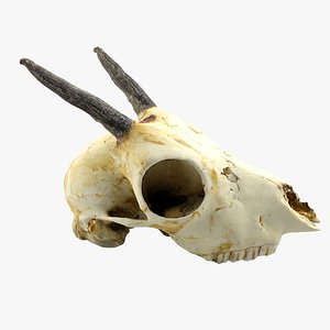 gazelle skull animations 3d max
