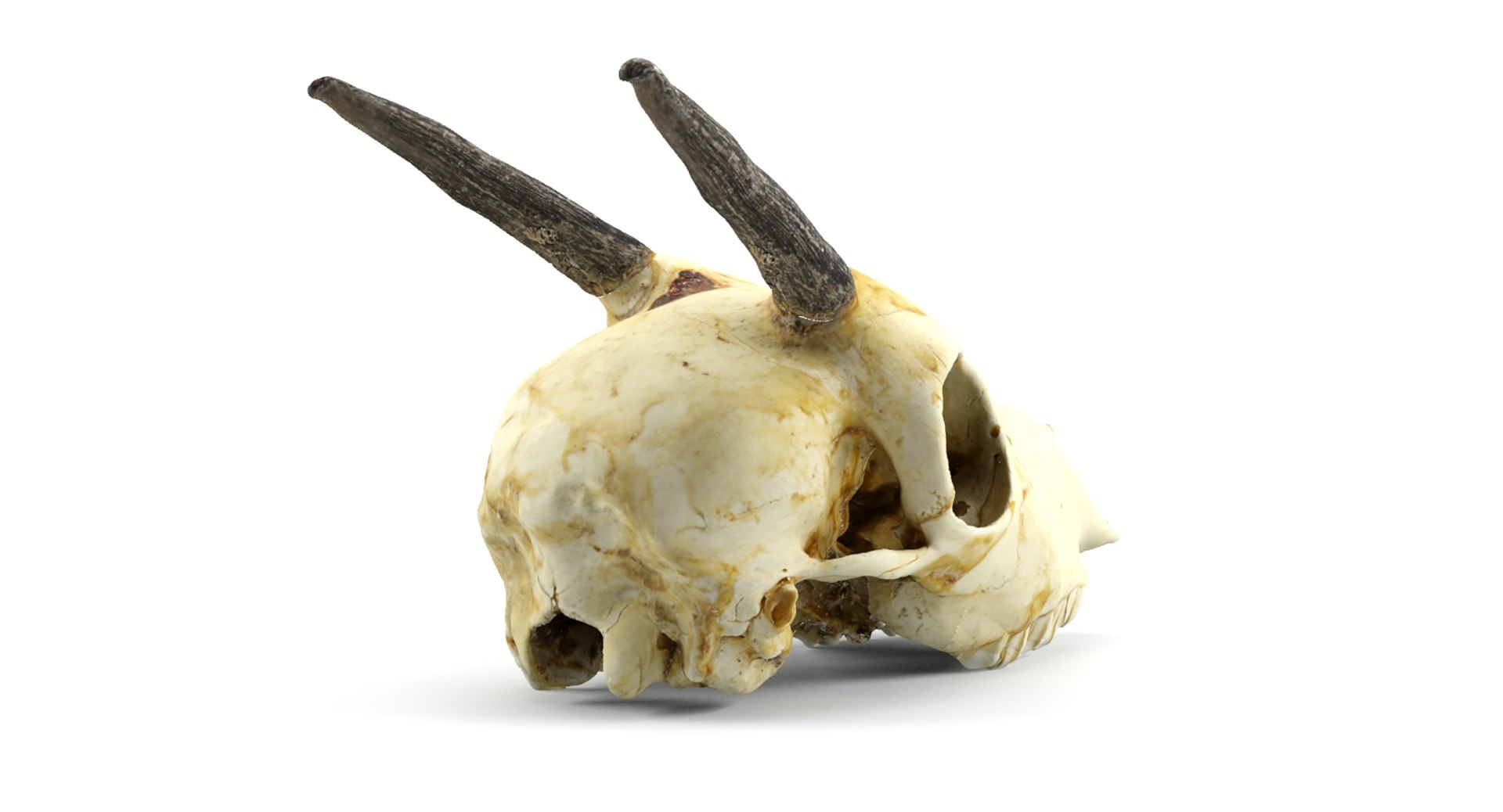gazelle skull animations 3d max https://p.turbosquid.com/ts-thumb/XN/eTpMRy/rI013wl5/4/jpg/1439467673/1920x1080/fit_q87/128170d2799120e1ccc4fb5bb50f70e6722e4d4b/4.jpg