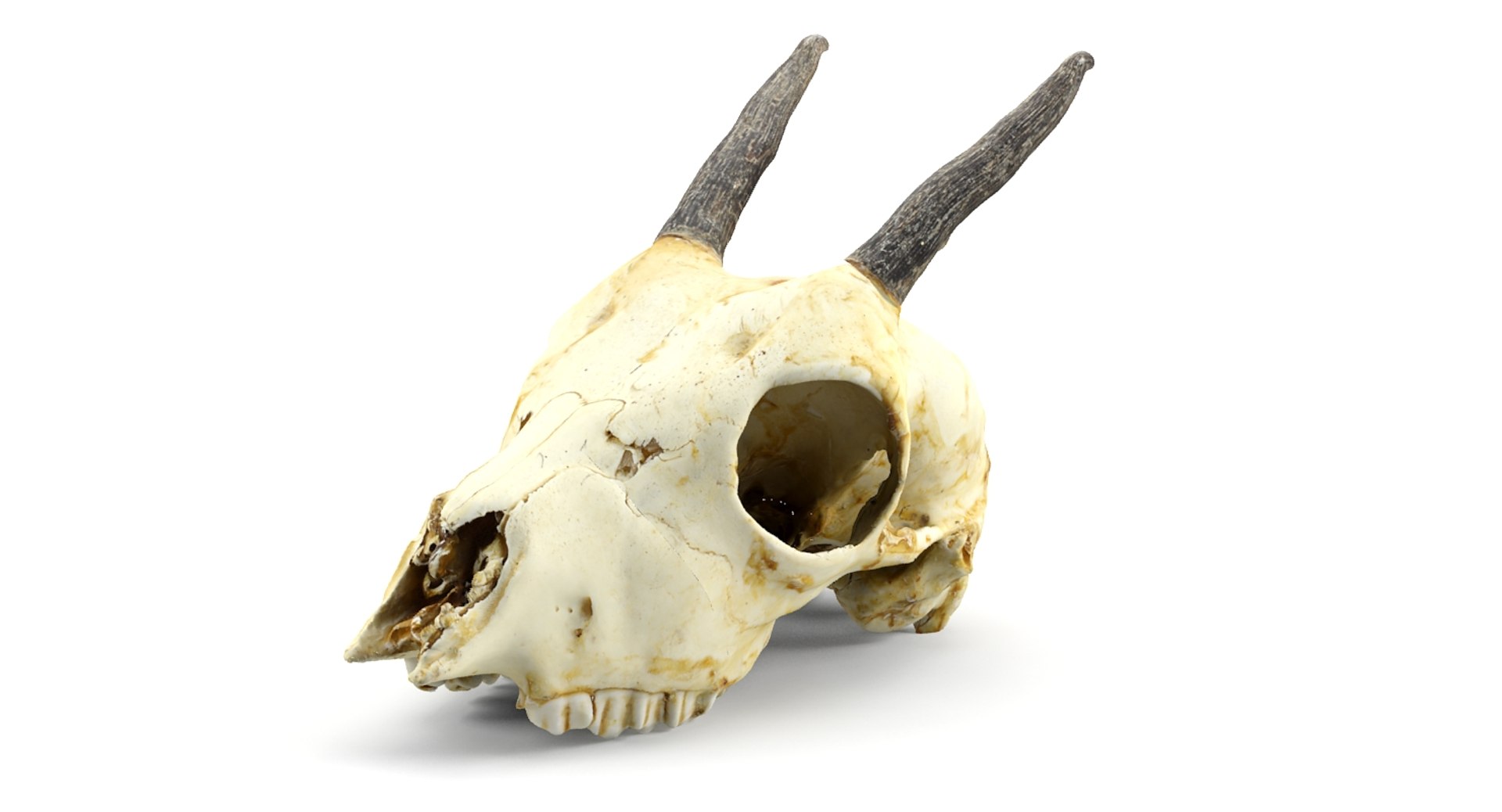gazelle skull animations 3d max https://p.turbosquid.com/ts-thumb/XN/eTpMRy/xzgJpBJa/1/jpg/1439467672/1920x1080/fit_q87/134288317f662f7d5a5fca9bc7319b132aabc8a4/1.jpg