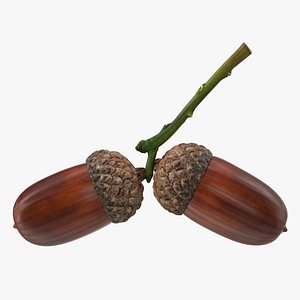 3D acorns branch