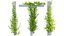 3D Collection 28 - Vines and Creepers model