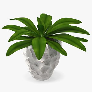 Cordyline Glauca in Modern Flower Pot