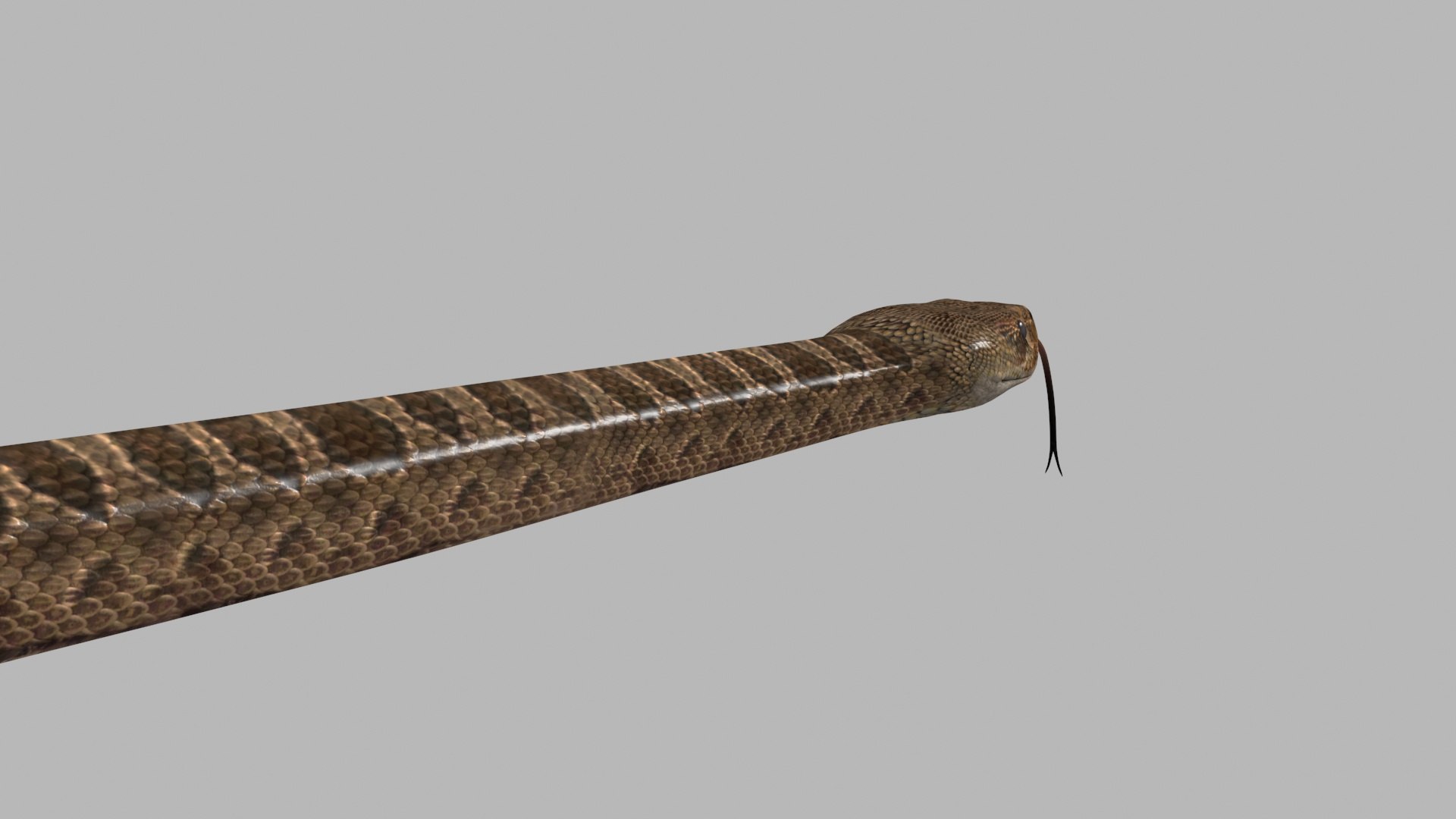 Pro Rattlesnake Snake - 8k - 3d animated 3D https://p.turbosquid.com/ts-thumb/XN/vse73S/74/7/jpg/1763495034/1920x1080/fit_q87/6b5eba53970f9e03e1e6254cd12e757157756c05/7.jpg