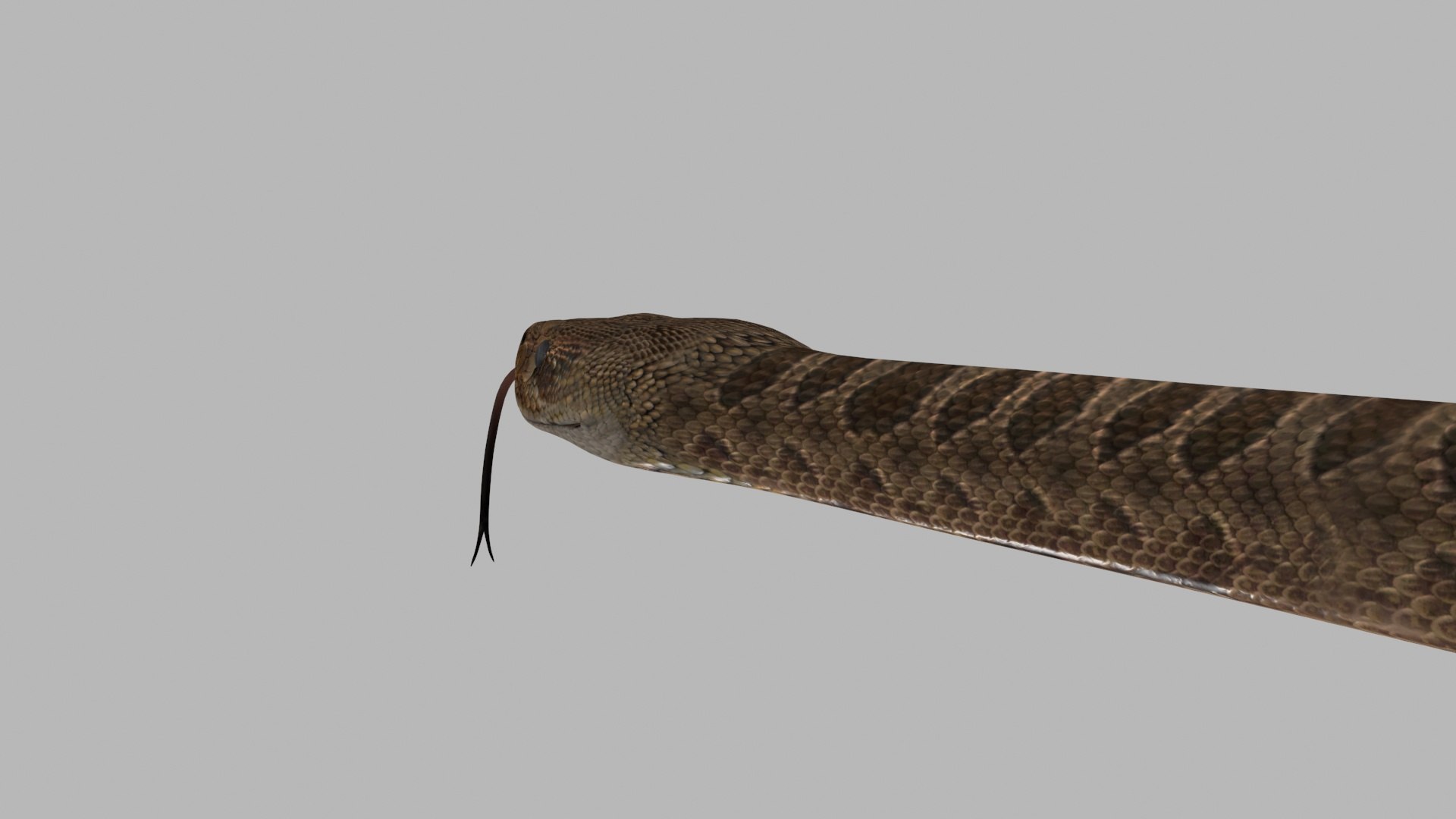 Pro Rattlesnake Snake - 8k - 3d animated 3D https://p.turbosquid.com/ts-thumb/XN/vse73S/74/8/jpg/1763495035/1920x1080/fit_q87/bb34228e855a89f5dafd9448ec103d8619787cb7/8.jpg