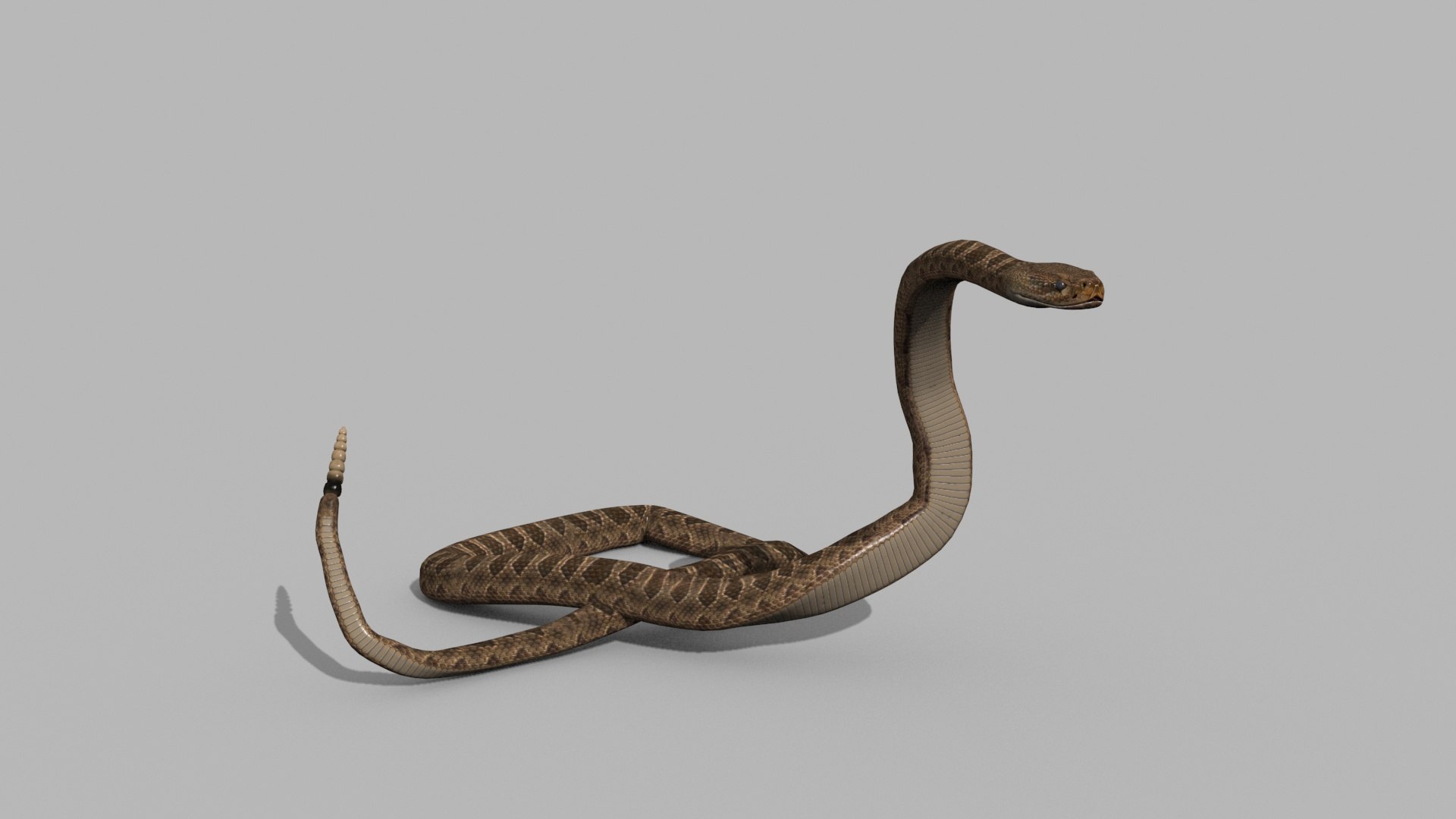 Pro Rattlesnake Snake - 8k - 3d animated 3D https://p.turbosquid.com/ts-thumb/XN/vse73S/8W/17/jpg/1763495039/1920x1080/fit_q87/13185f324e5c46977ade96aa7fc32c77345638d2/17.jpg