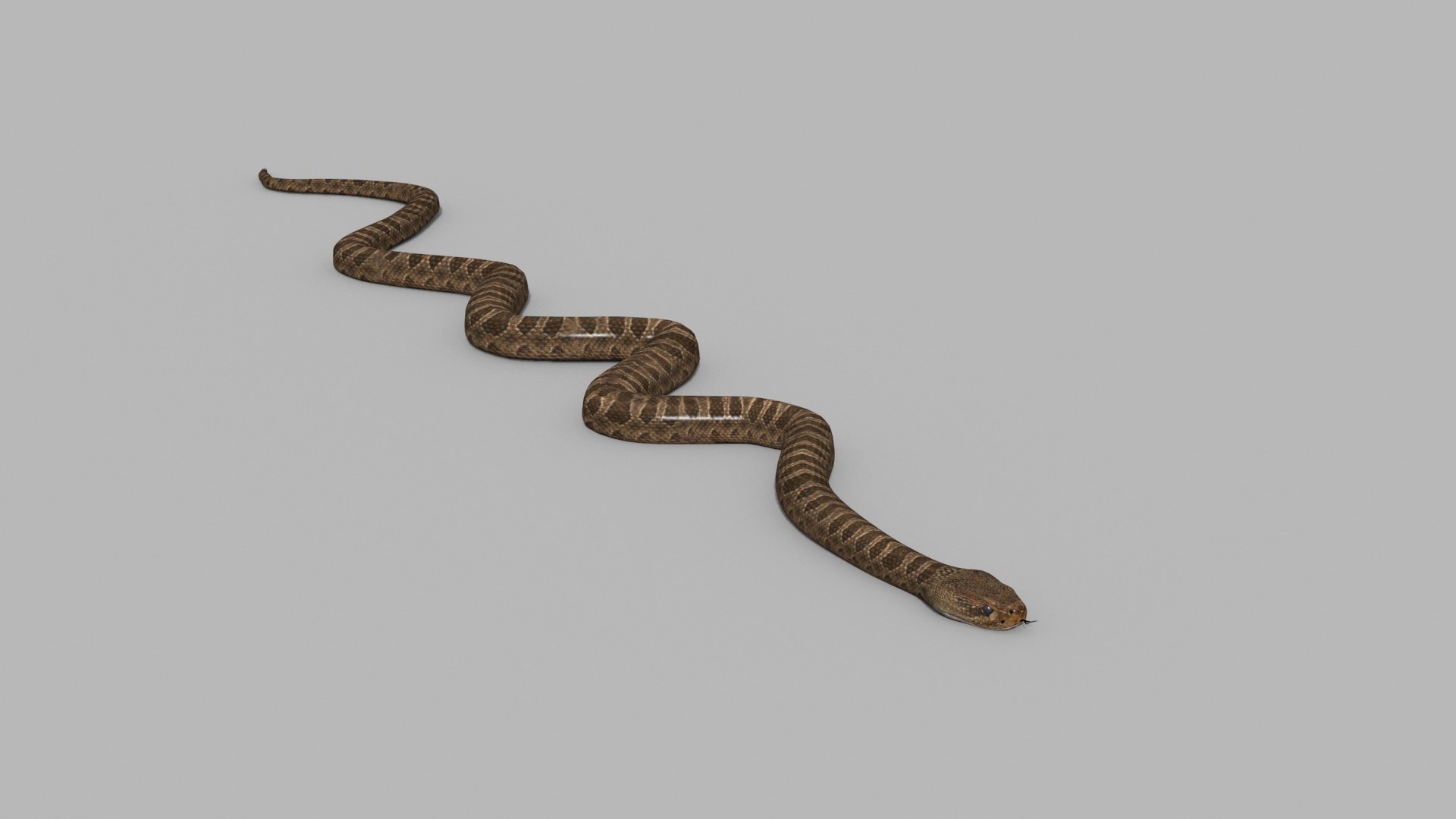 Pro Rattlesnake Snake - 8k - 3d animated 3D https://p.turbosquid.com/ts-thumb/XN/vse73S/BZ/12/jpg/1763495037/1920x1080/fit_q87/9c1848589cafed1873bf212dad88358905257d2f/12.jpg