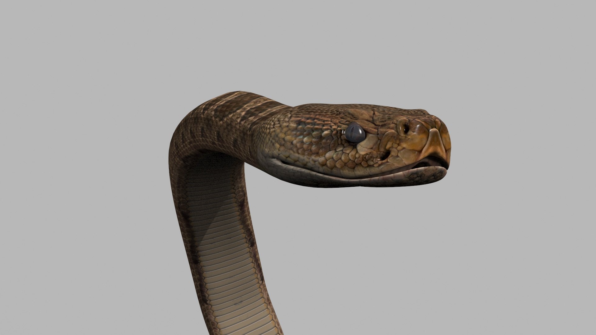 Pro Rattlesnake Snake - 8k - 3d animated 3D https://p.turbosquid.com/ts-thumb/XN/vse73S/D9/19/jpg/1763495040/1920x1080/fit_q87/ff1deccce6f618f43630a5dcb0e2dea4d8caac2b/19.jpg