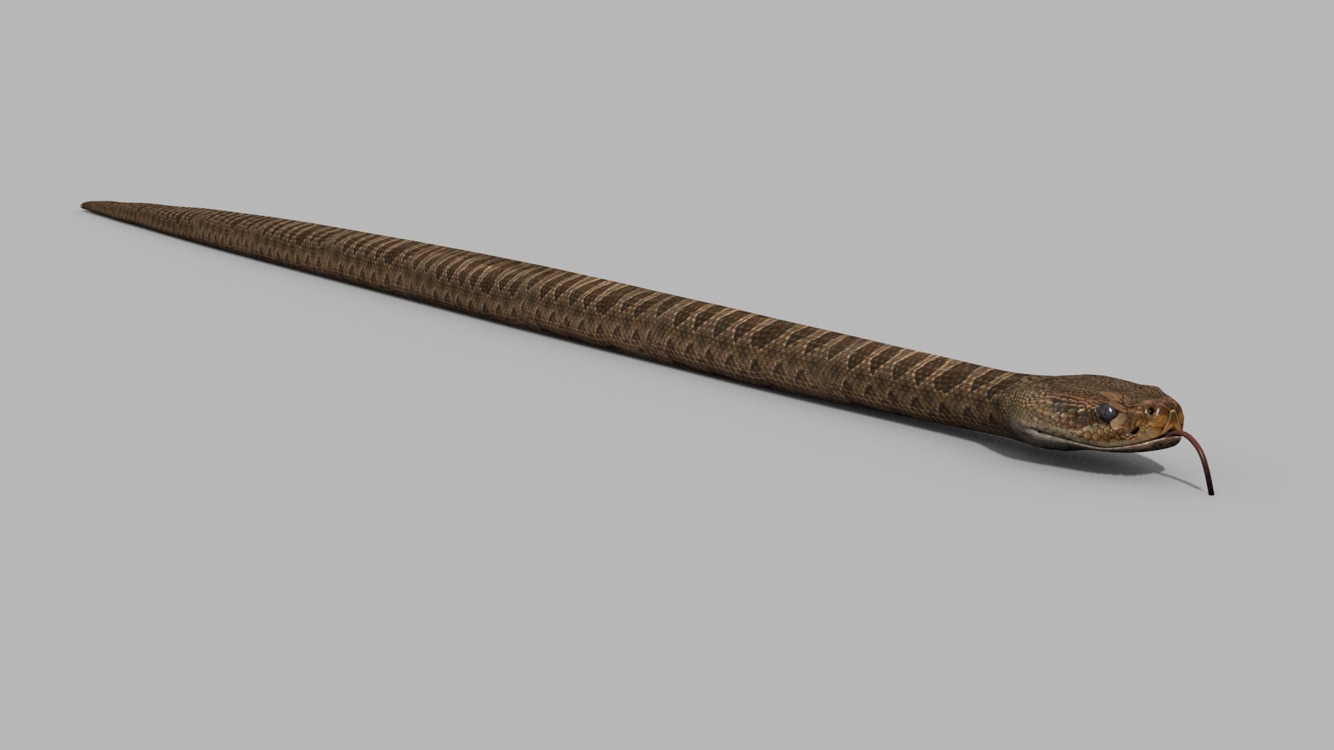 Pro Rattlesnake Snake - 8k - 3d animated 3D https://p.turbosquid.com/ts-thumb/XN/vse73S/K8/1/jpg/1763495032/1920x1080/fit_q87/ef645a6cd7876d44c17139d321fd5d83067095d2/1.jpg