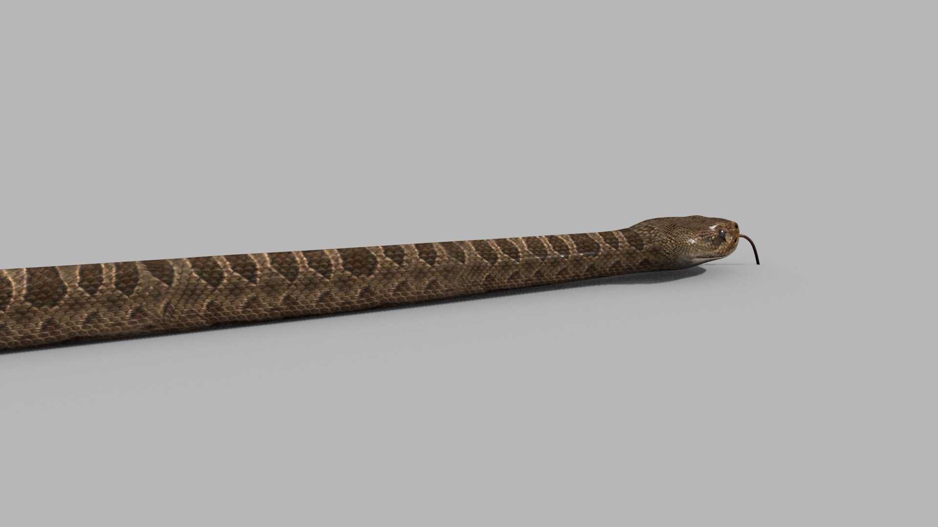 Pro Rattlesnake Snake - 8k - 3d animated 3D https://p.turbosquid.com/ts-thumb/XN/vse73S/UI/11/jpg/1763495036/1920x1080/fit_q87/ee27bc6cefa8d52a86d144465276397095549820/11.jpg