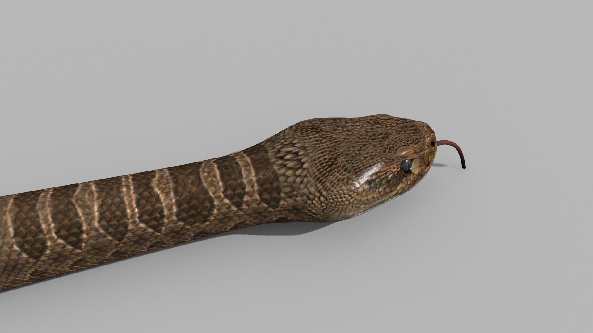 Pro Rattlesnake Snake - 8k - 3d animated 3D https://p.turbosquid.com/ts-thumb/XN/vse73S/Wv/0/jpg/1763495031/1920x1080/fit_q87/788bd5e3e308e925c503e3bd71e8c922b5655acd/0.jpg