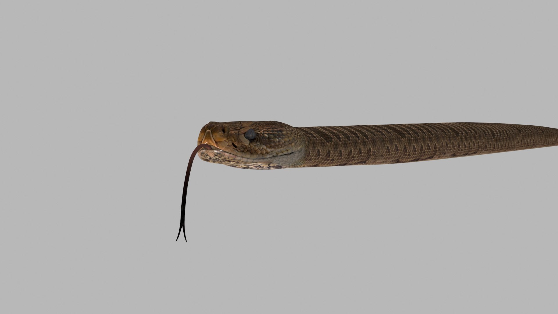 Pro Rattlesnake Snake - 8k - 3d animated 3D https://p.turbosquid.com/ts-thumb/XN/vse73S/cN/6/jpg/1763495034/1920x1080/fit_q87/777f4cccded36b8888a92ce02e3e94960cb8ccdc/6.jpg