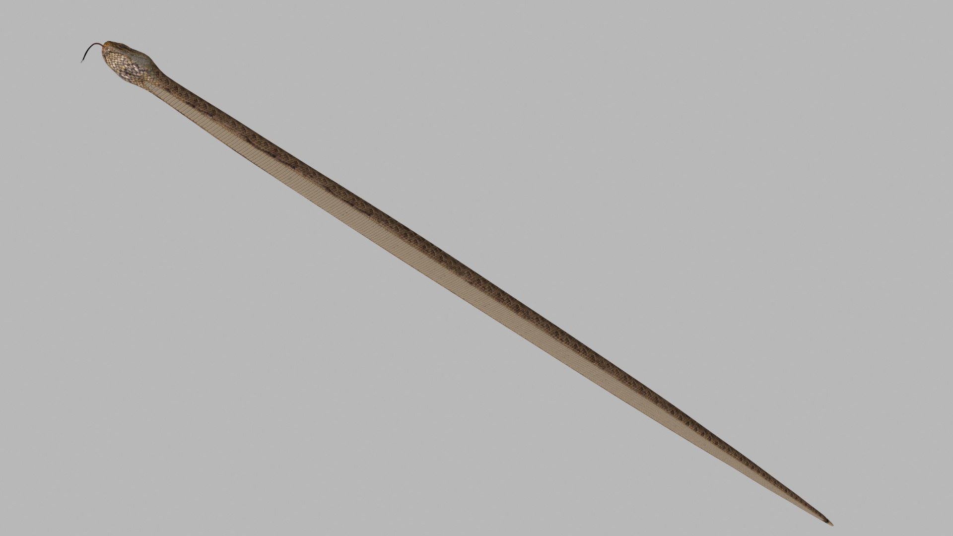 Pro Rattlesnake Snake - 8k - 3d animated 3D https://p.turbosquid.com/ts-thumb/XN/vse73S/p9/5/jpg/1763495033/1920x1080/fit_q87/cebb1001abd9e1500fb2c5c8ff49906483bec1fa/5.jpg