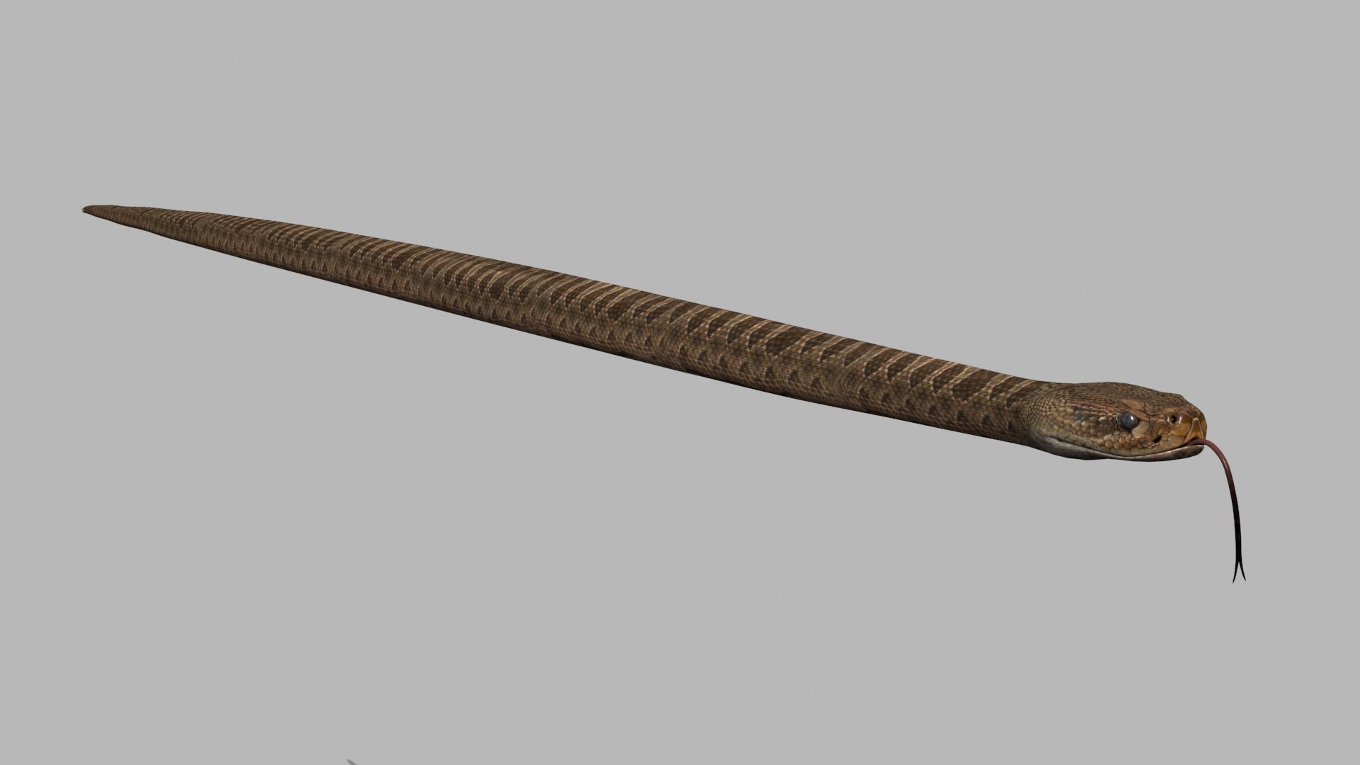 Pro Rattlesnake Snake - 8k - 3d animated 3D https://p.turbosquid.com/ts-thumb/XN/vse73S/uu/2/jpg/1763495032/1920x1080/fit_q87/be3501b766b248c5580c4da77a62523a0914d454/2.jpg