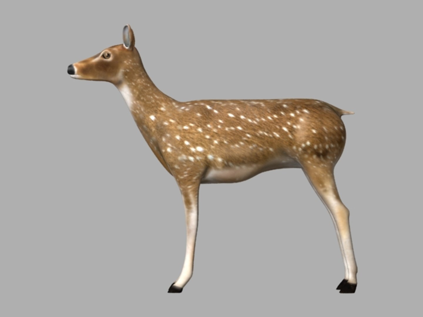 3D animal model https://p.turbosquid.com/ts-thumb/XN/xdzXmO/7una5BlF/right/jpg/1553679772/1920x1080/fit_q87/a9d43f712a115dc01110b53ca11d544f6105b440/right.jpg