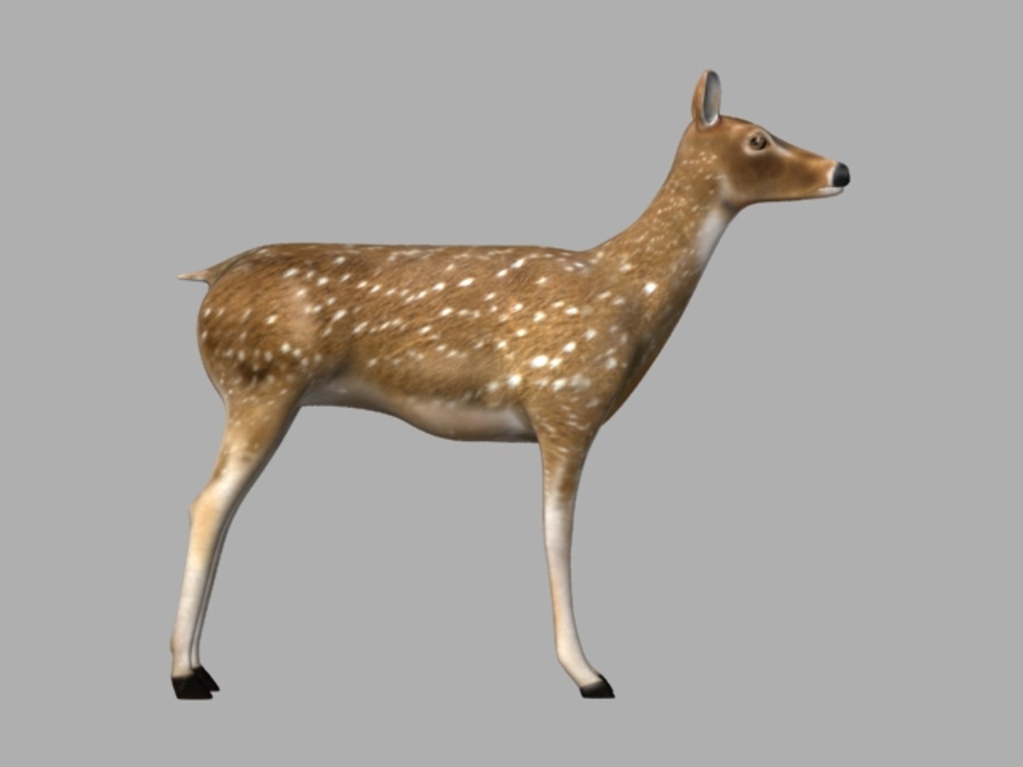 3D animal model https://p.turbosquid.com/ts-thumb/XN/xdzXmO/BFdCFQxB/left/jpg/1553679772/1920x1080/fit_q87/b825a38d4ddd6f6c48e530a387f92a0e210bbe5e/left.jpg
