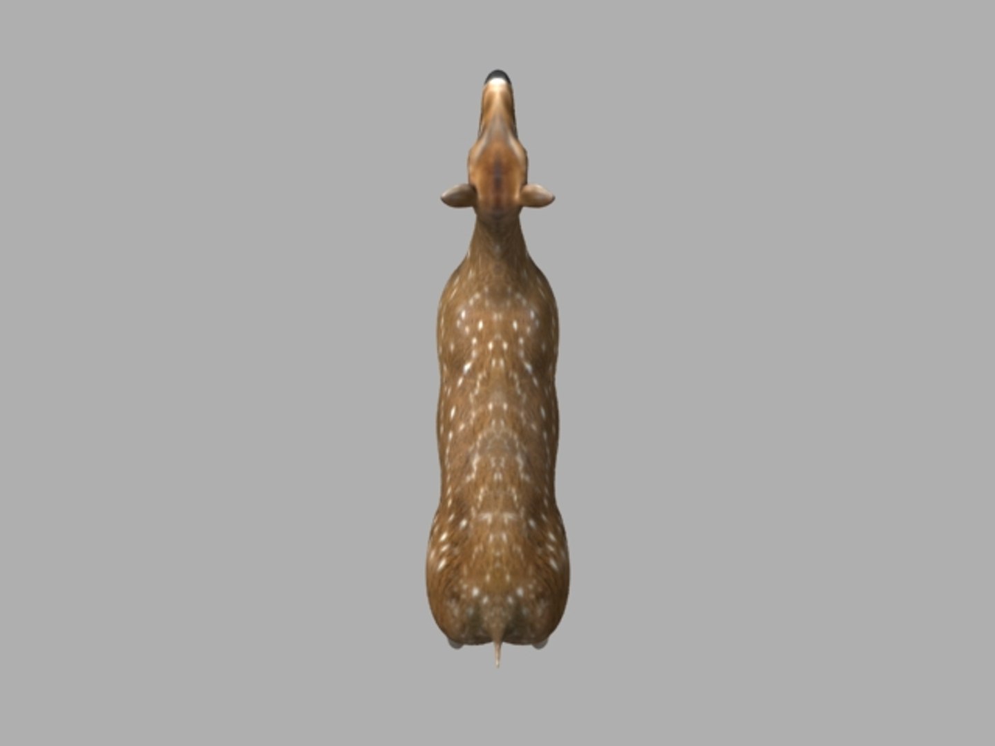 3D animal model https://p.turbosquid.com/ts-thumb/XN/xdzXmO/QJziOWPF/top/jpg/1553679772/1920x1080/fit_q87/425e7a95a4abdafd531b10790e6b2c9bcd5dd397/top.jpg